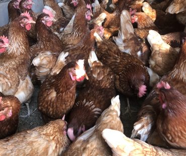Chicken & Garden Update