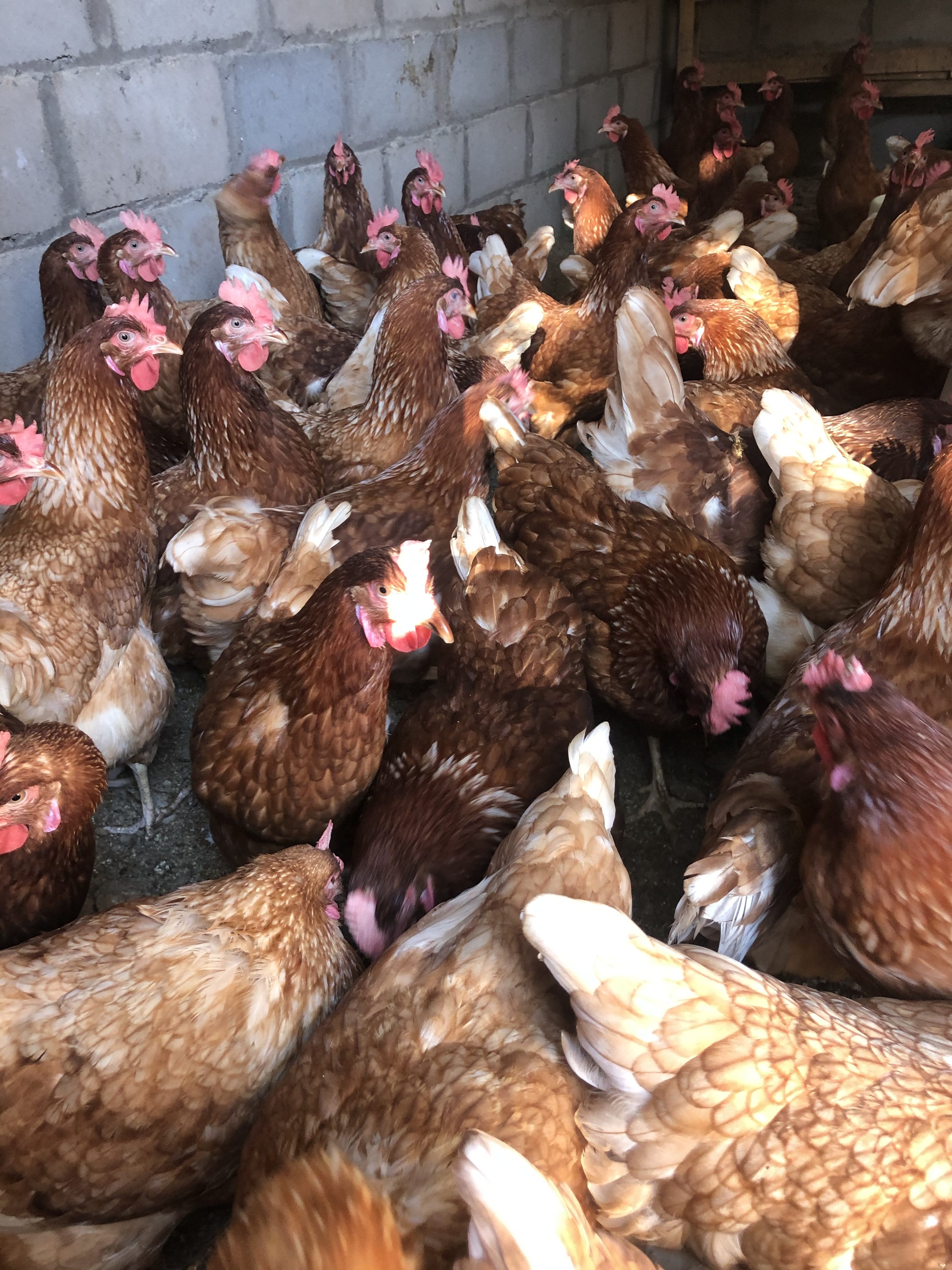 Chicken & Garden Update