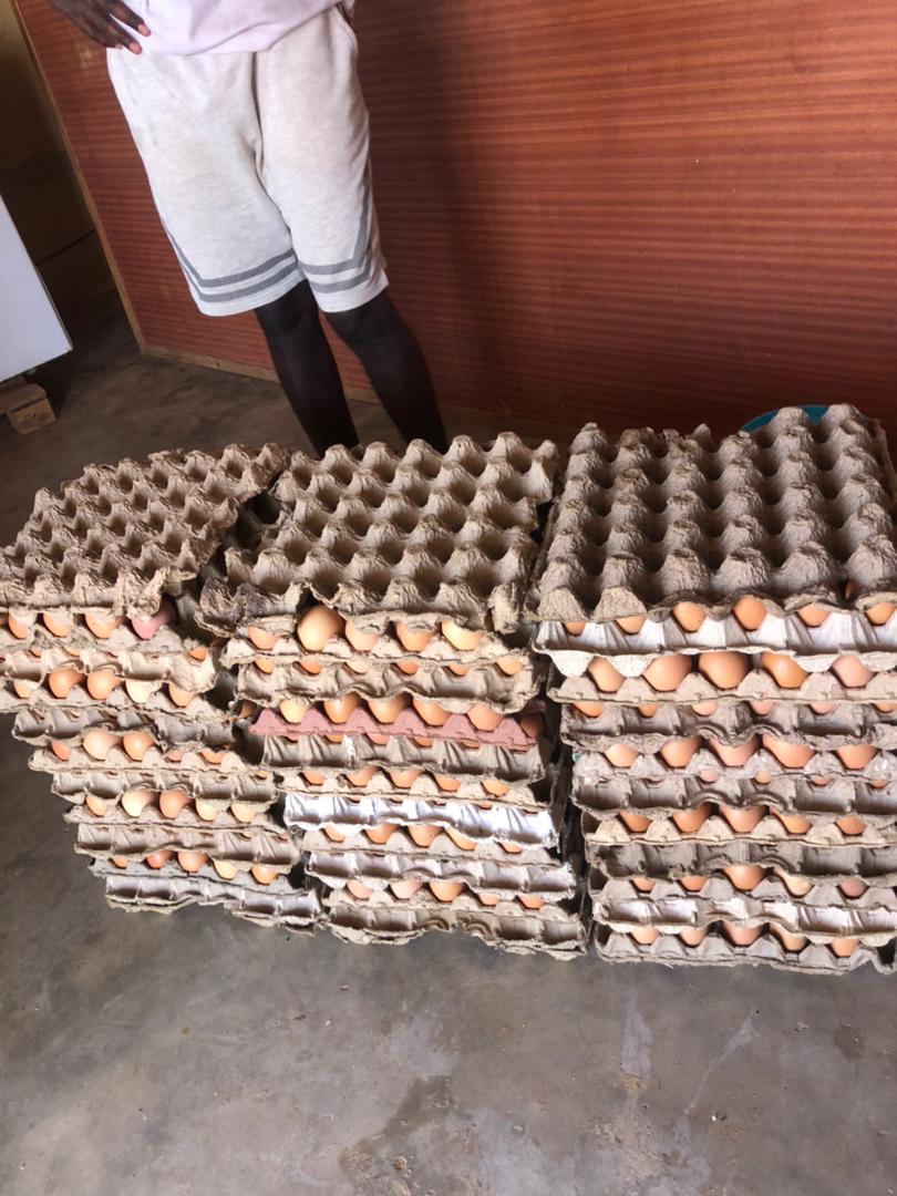 Poultry Project