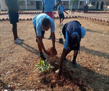 Tree planting