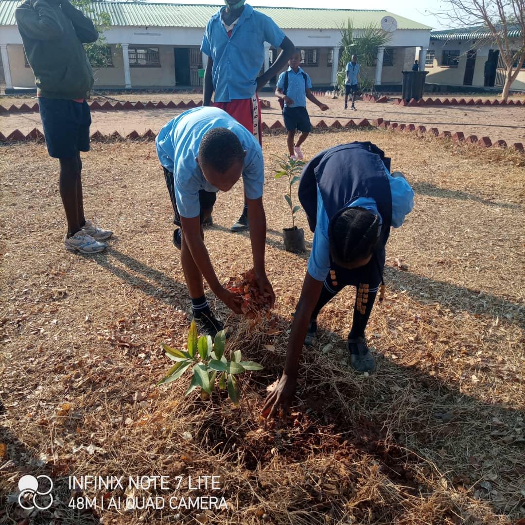 Tree planting