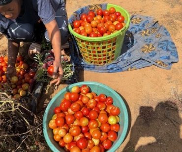 Our schoolgarden project