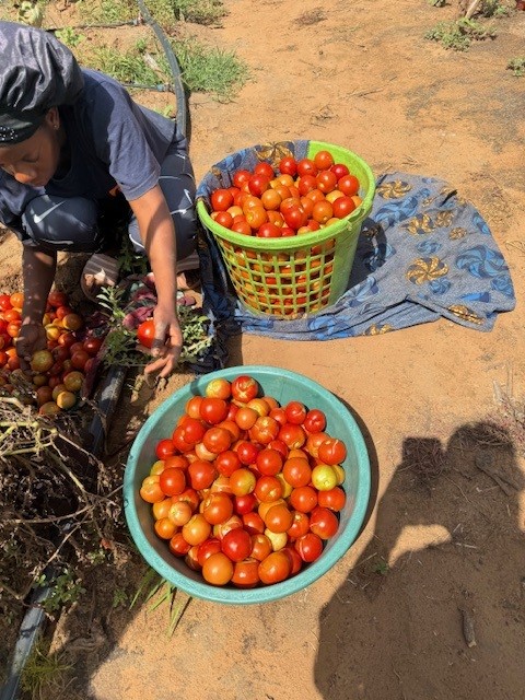 Our schoolgarden project